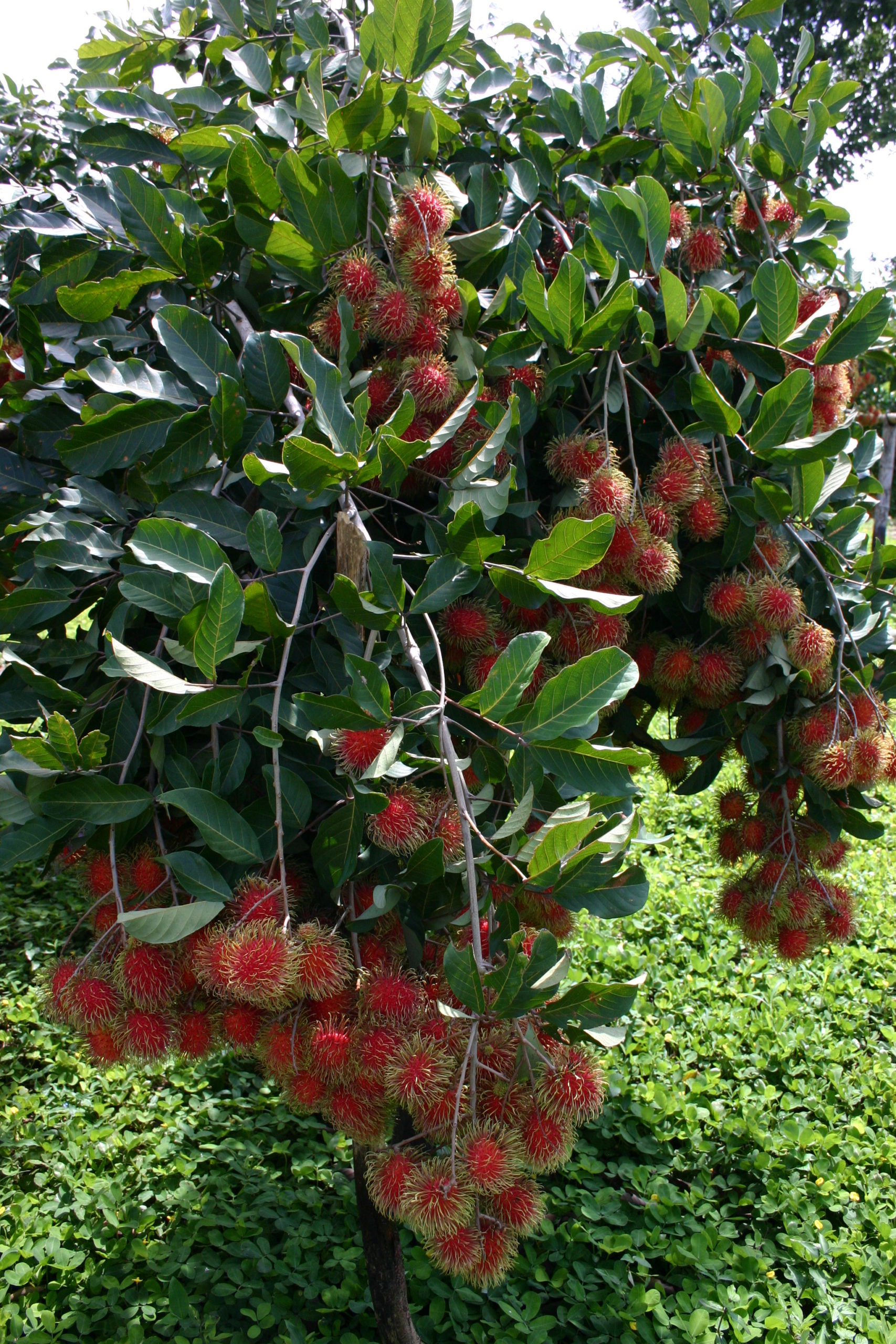 HLB Rambutan tree 3
