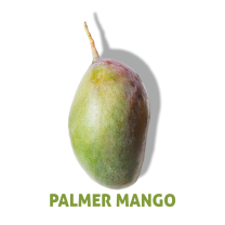 HLB-PALMER-MANGO_H